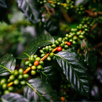 The history of coffee